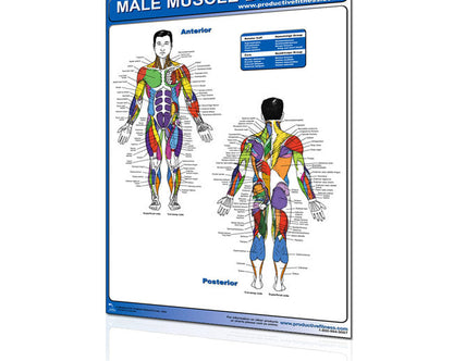 Chart Male Muscle Diagram - Laminated Fitness Accessories Canada.